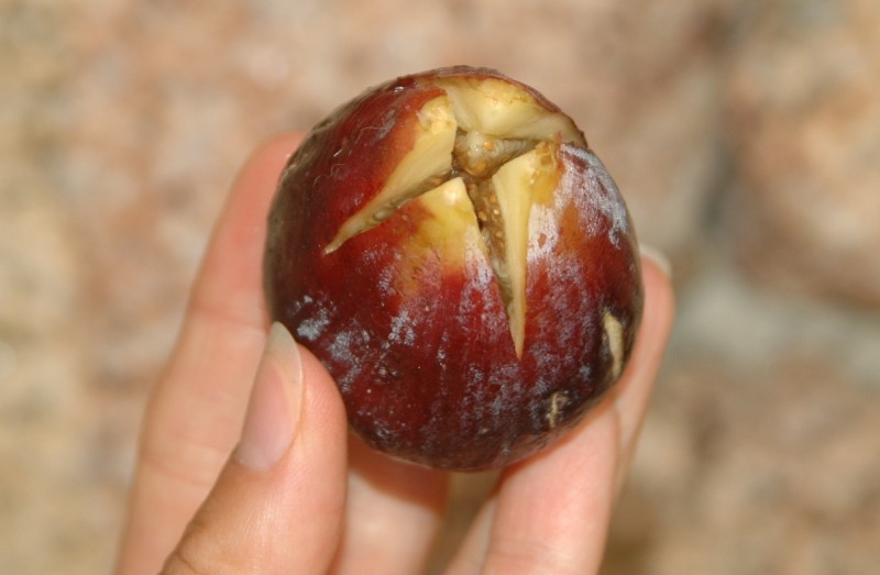 How to Peel and Prepare Fresh Figs